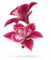 Menopause Support